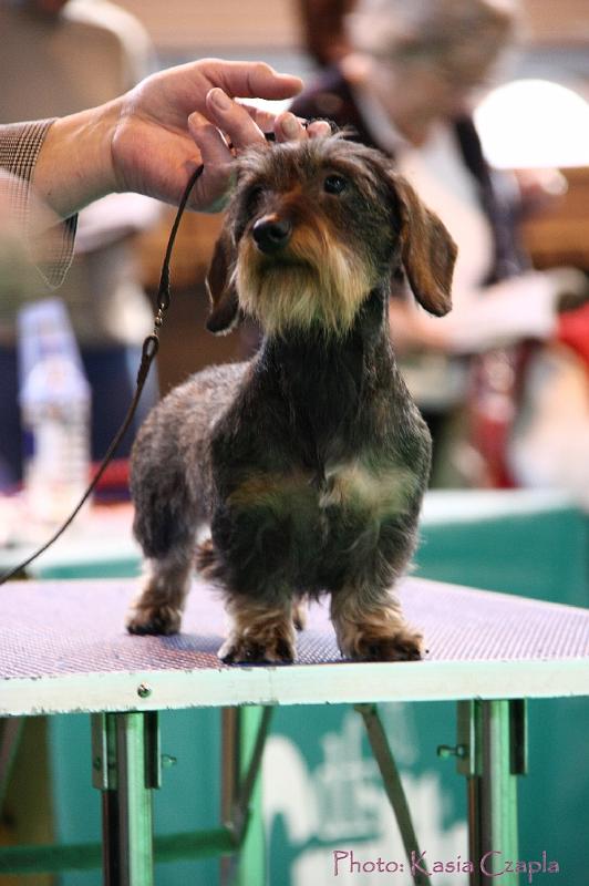 Crufts2011_2 1063.jpg